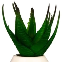 B&M Small Succulent -B&M 380107 small succulent 4