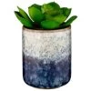 B&M Scandi Shore Succulent -B&M 380125 scandi succulent