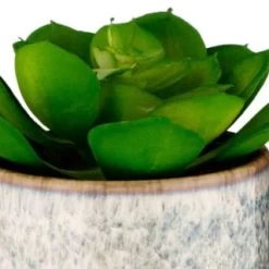 B&M Scandi Shore Succulent -B&M 380125 scandi succulent 2