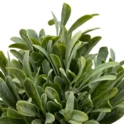 B&M Foliage In Seagrass Pot -B&M 394344 foliage in seagrass pot 2