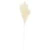 B&M Pampas Stem - Cream -B&M 394382 pampas stem cream 2